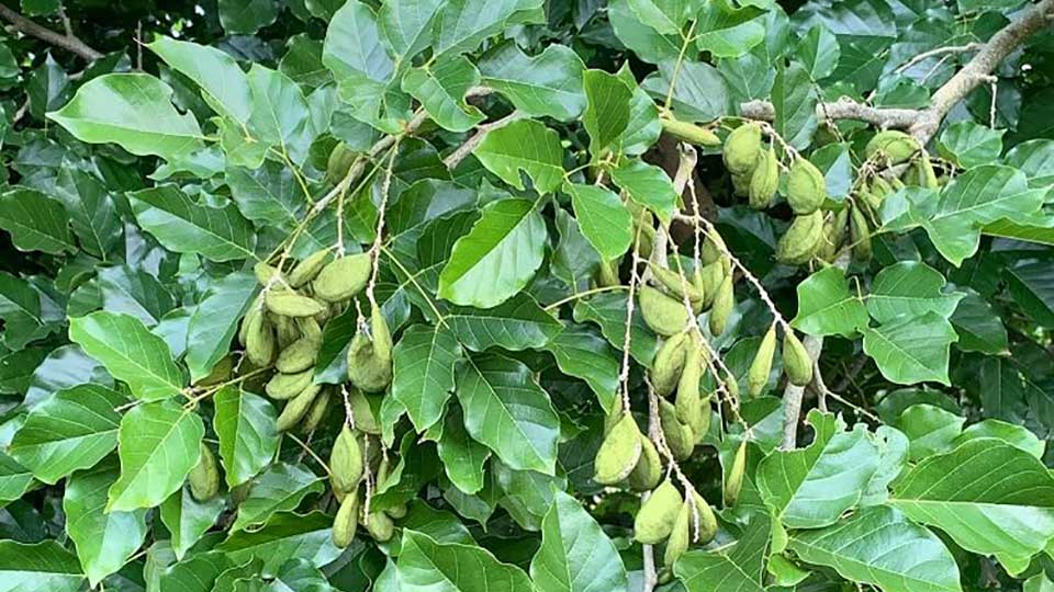 Karanja medicinal plant