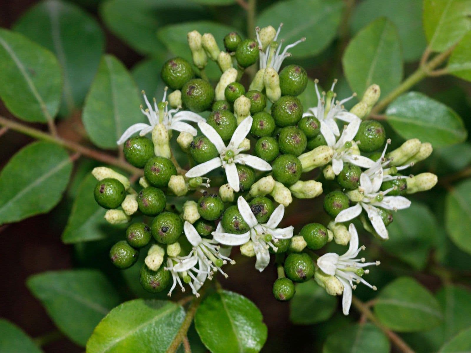 Kaidarya medicinal plant