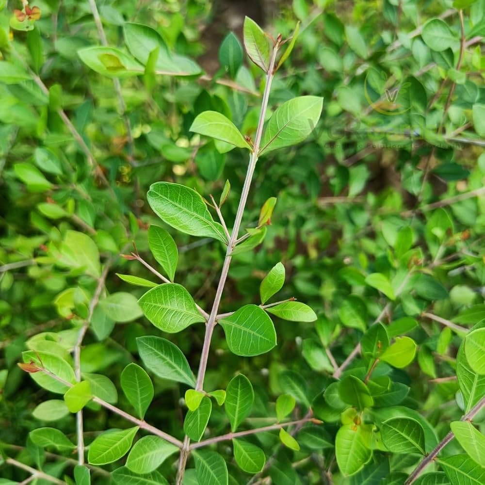 Madyantika medicinal plant