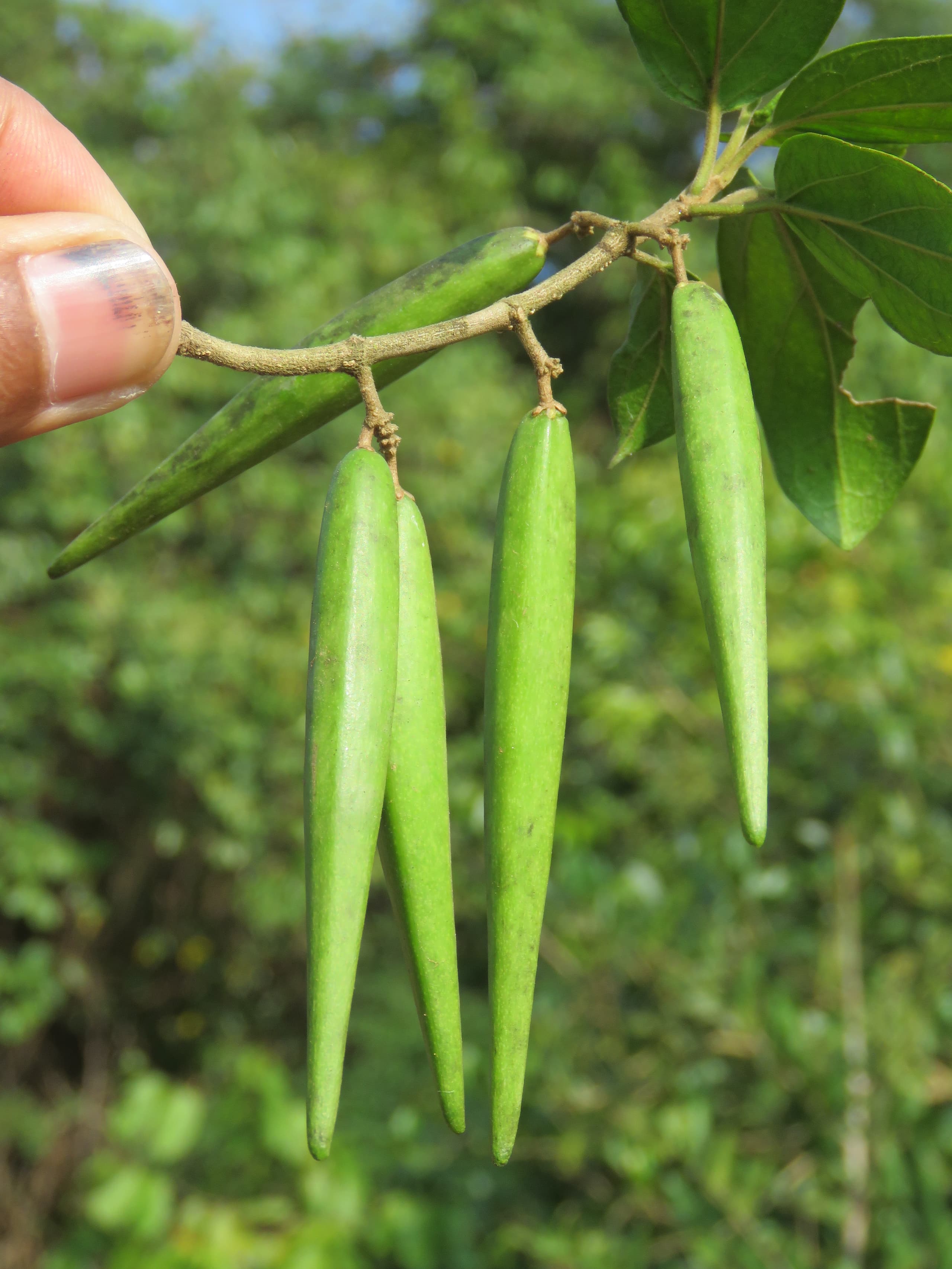 Meshashringi medicinal plant