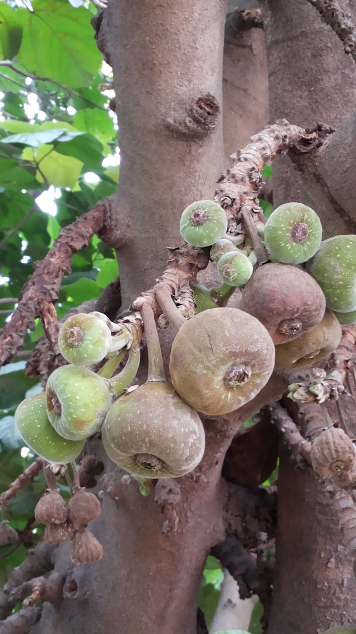 Anjeer medicinal plant