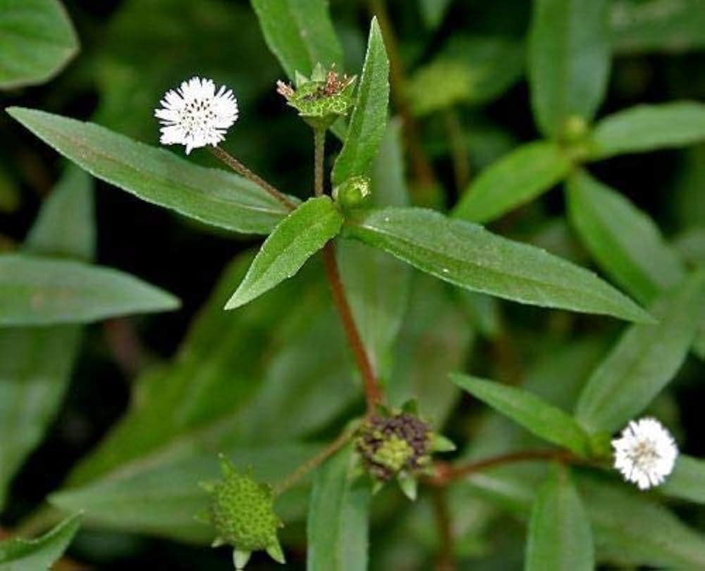 Bhringaraj medicinal plant