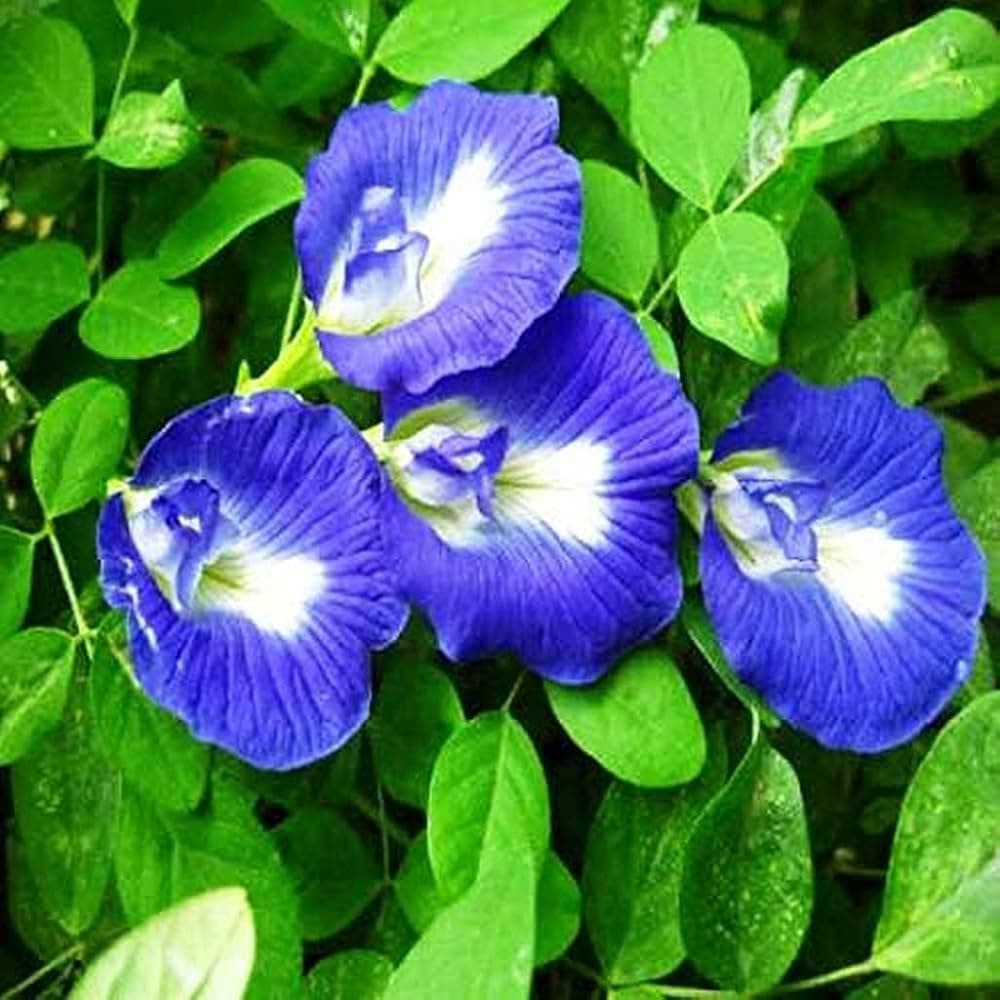 Aparajita medicinal plant