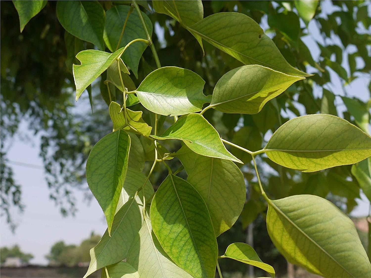 Shinshapa medicinal plant