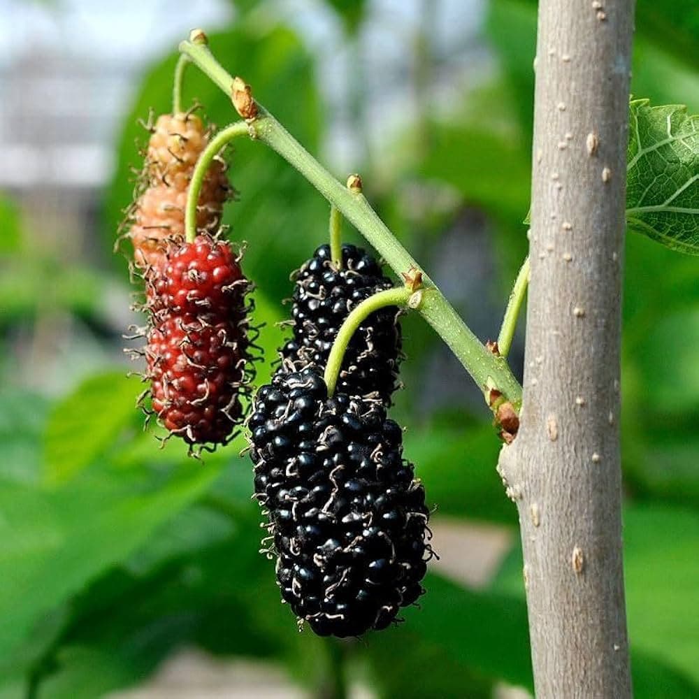 Sahatoot medicinal plant