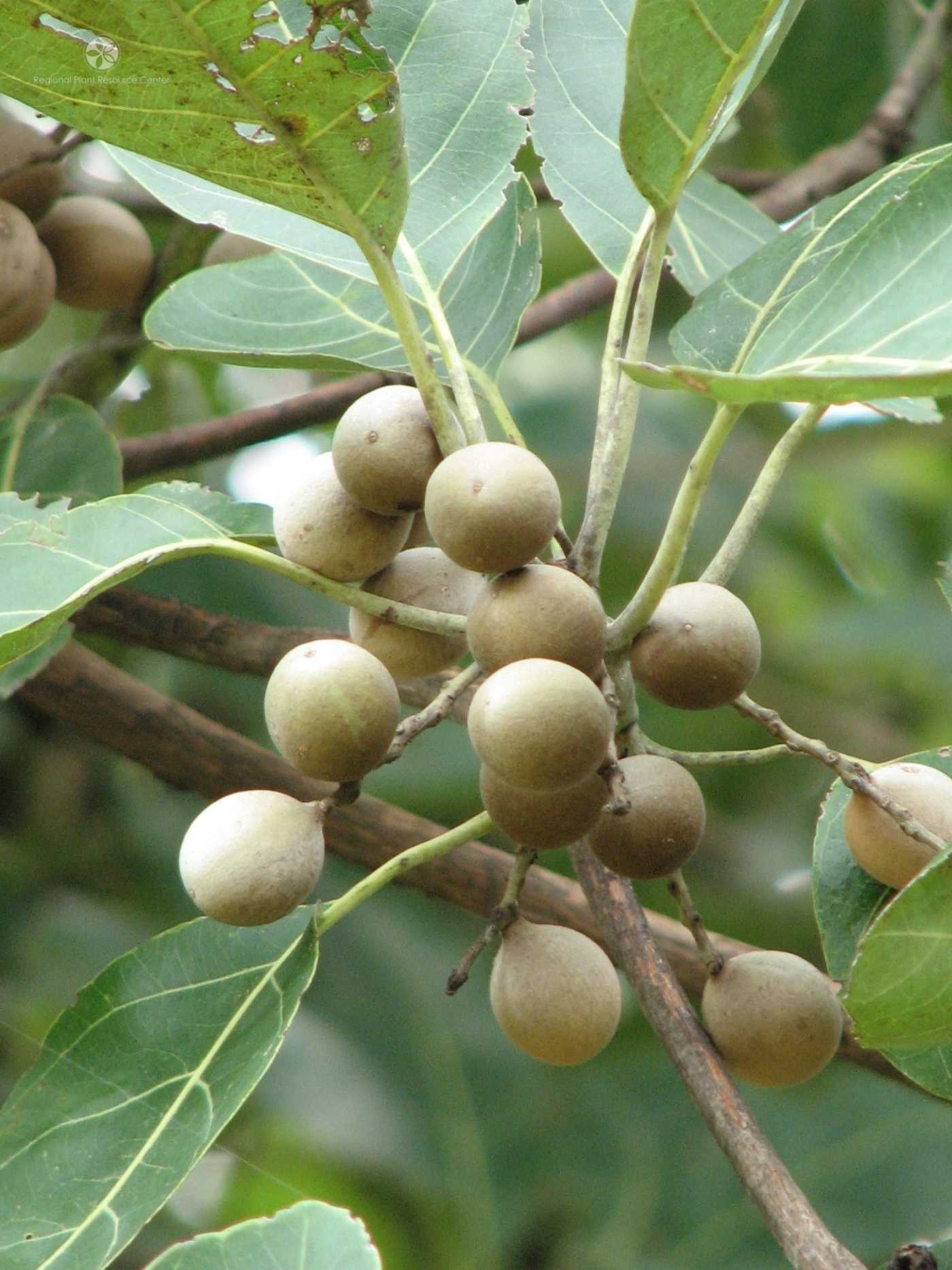Bibhitaki medicinal plant