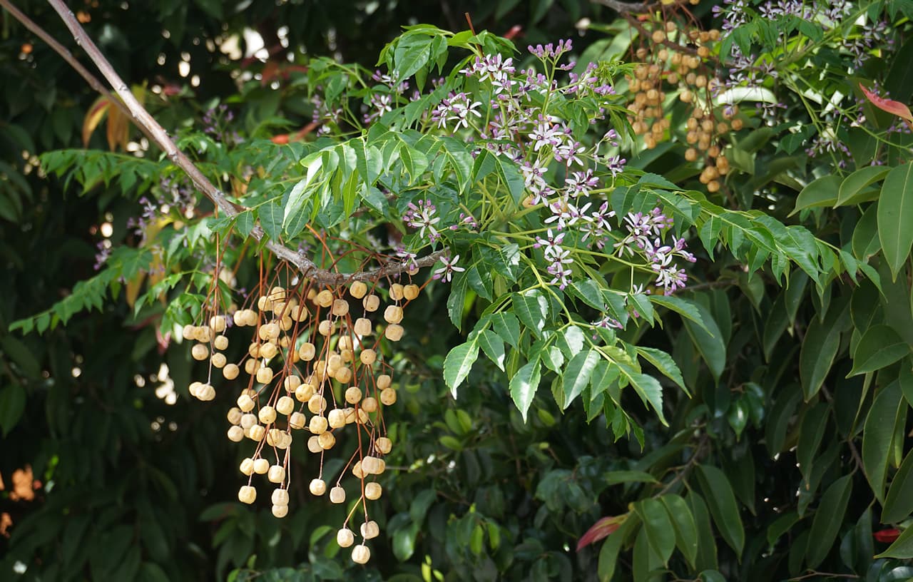 Mahanimba medicinal plant