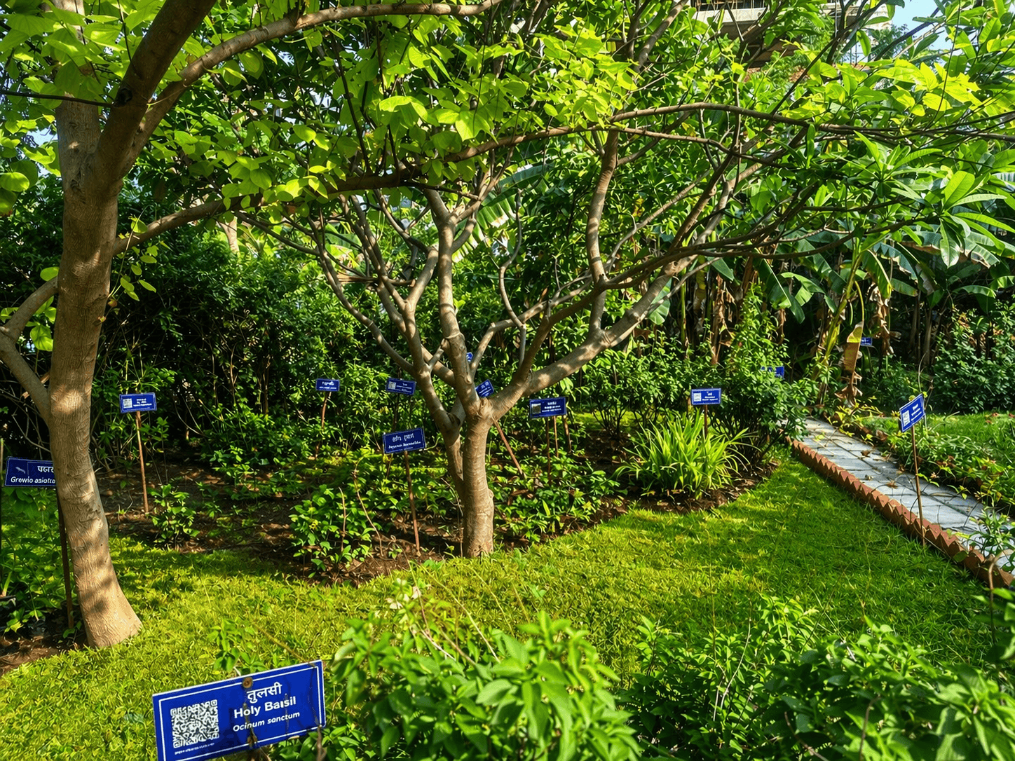 Medicinal plants close-up