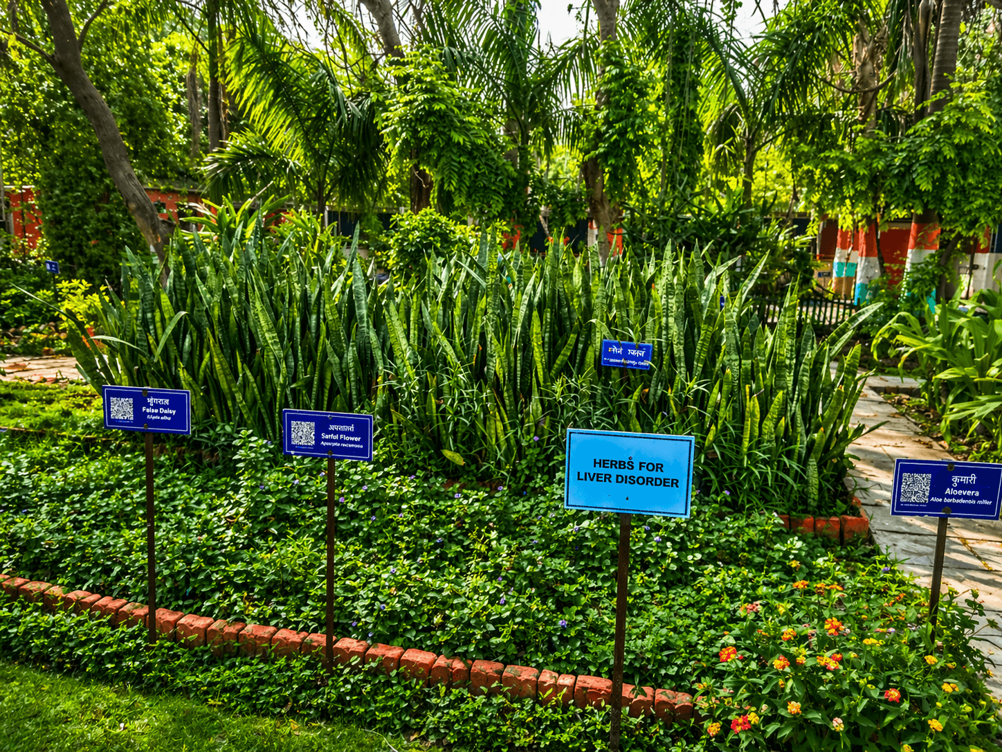 Medicinal herbs section