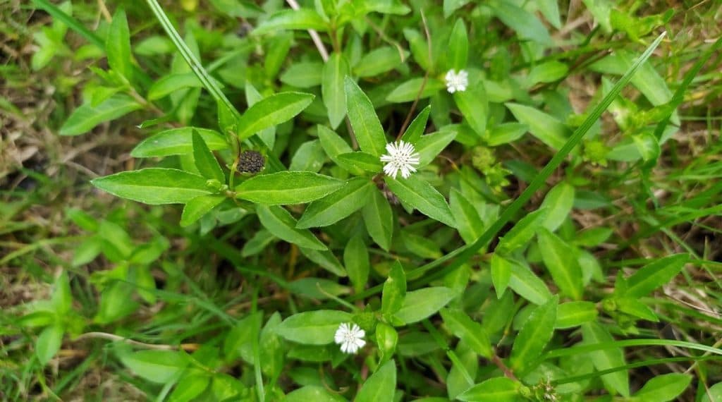 Bhringaraj False Daisy medicinal plant