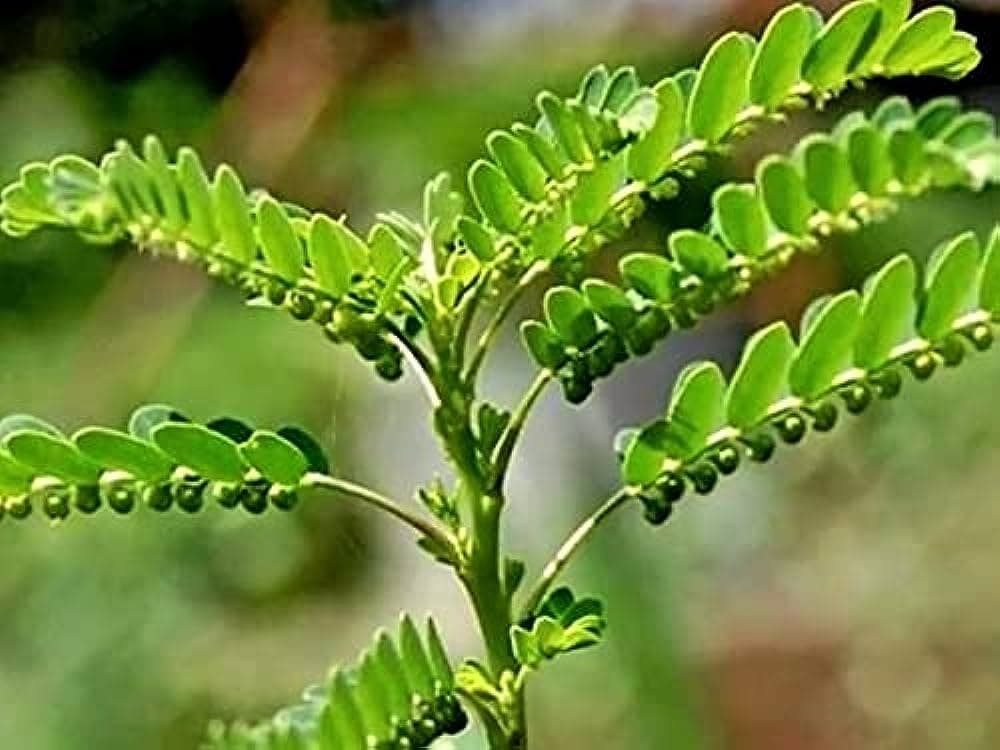 Bhumiyamalki medicinal plant