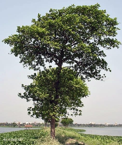 Kadamba medicinal plant