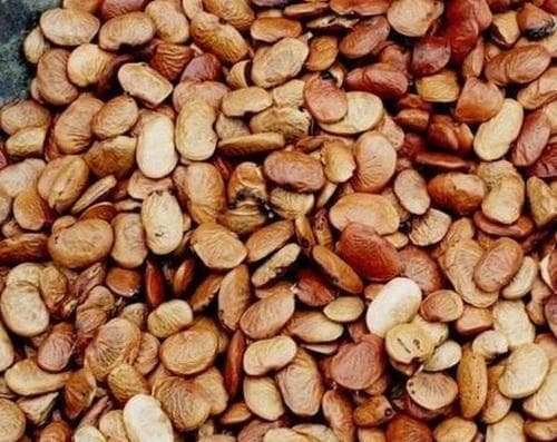 Karanj Indian Beech medicinal plant
