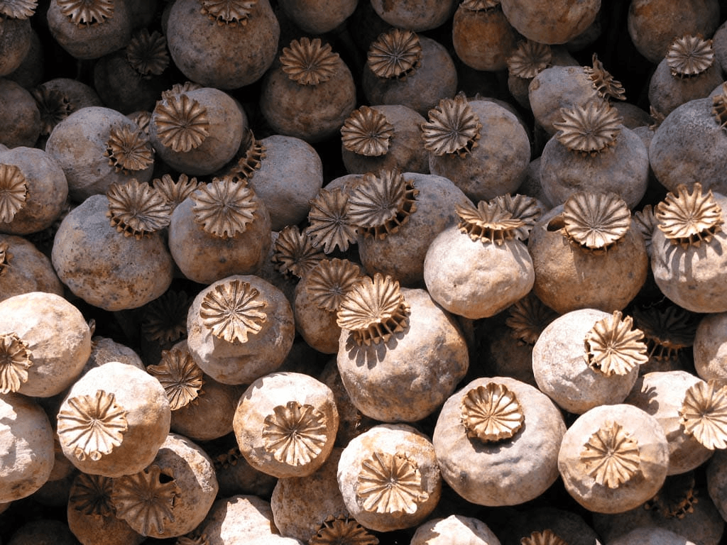 Khas Khas medicinal plant