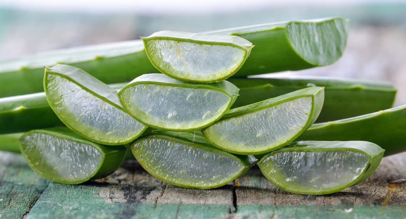 Kumari medicinal plant