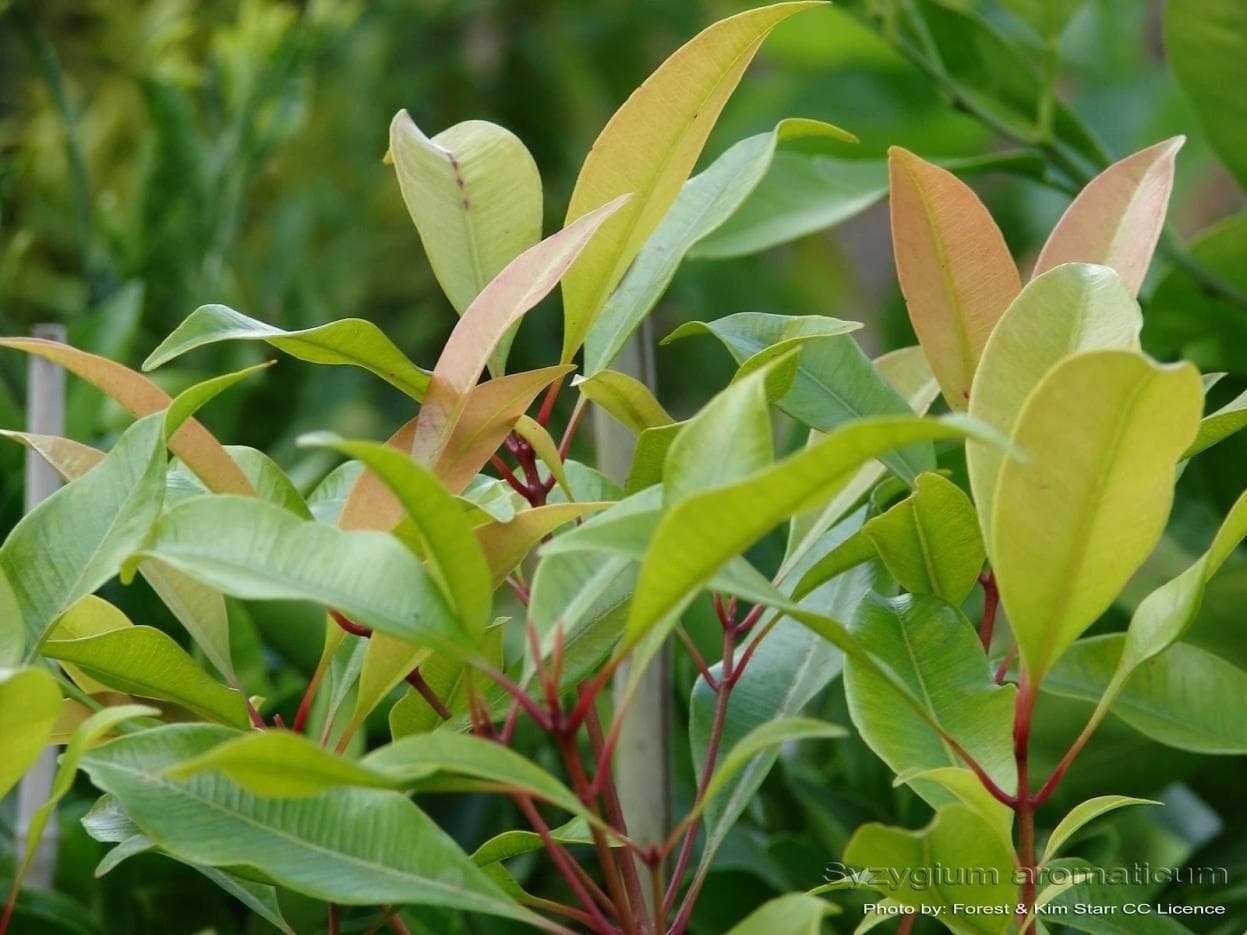 Lavang medicinal plant