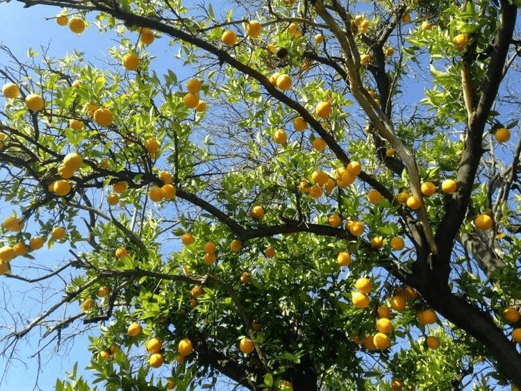 Nimbu Lemon medicinal plant