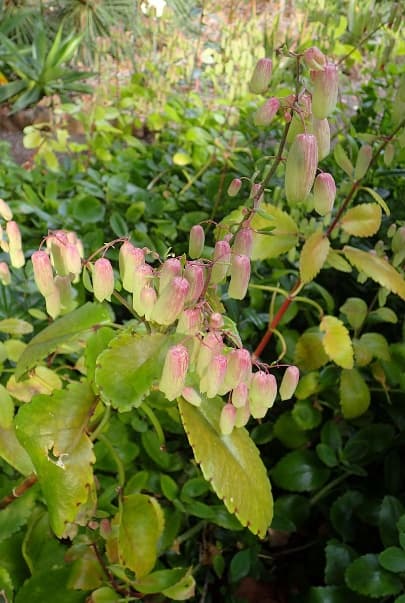 Parnabeej medicinal plant