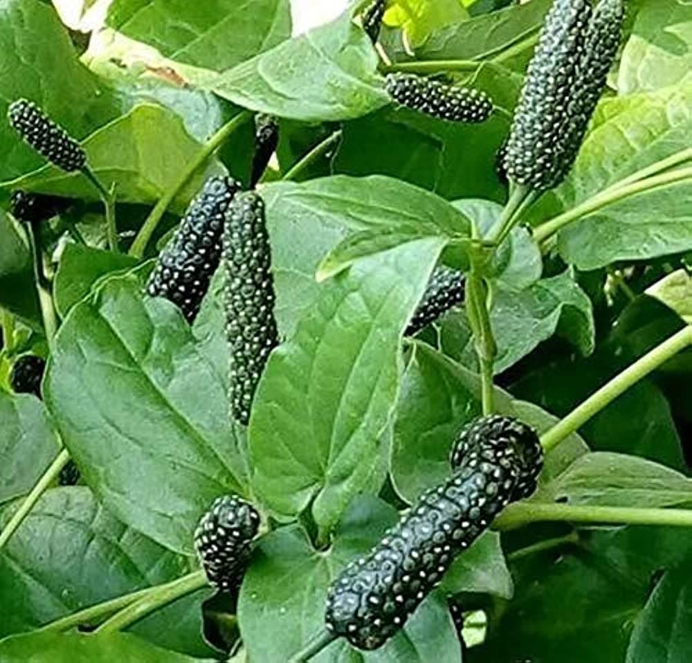 Pippali medicinal plant