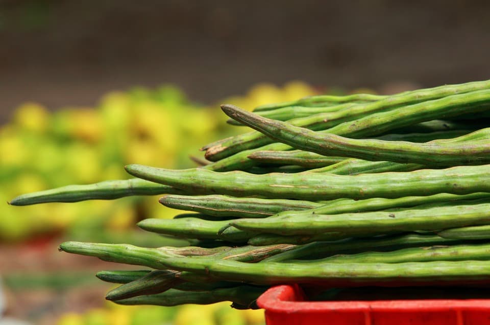 Shigru Moringa medicinal plant