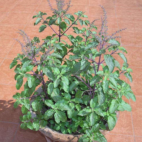 Tulsi Holy Bassil medicinal plant