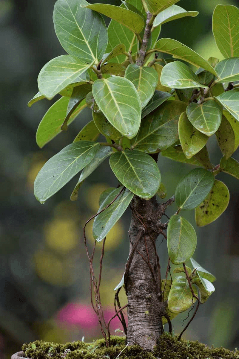 Vata Banyan Tree medicinal plant