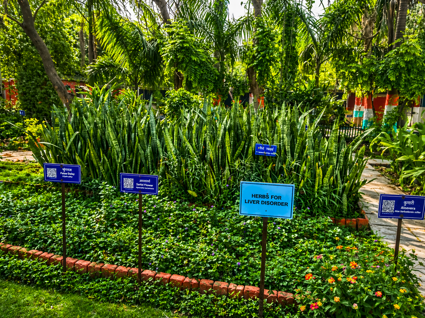 Medicinal herbs section