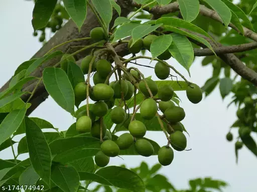 Aamratak