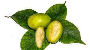 Aamratak medicinal plant