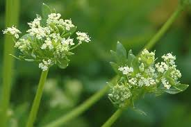 Ajmoda medicinal plant