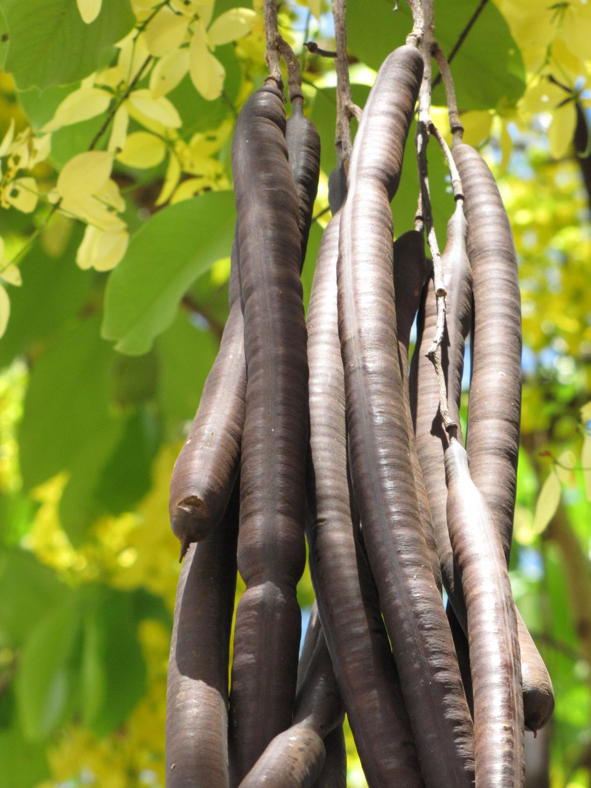 Amaltas