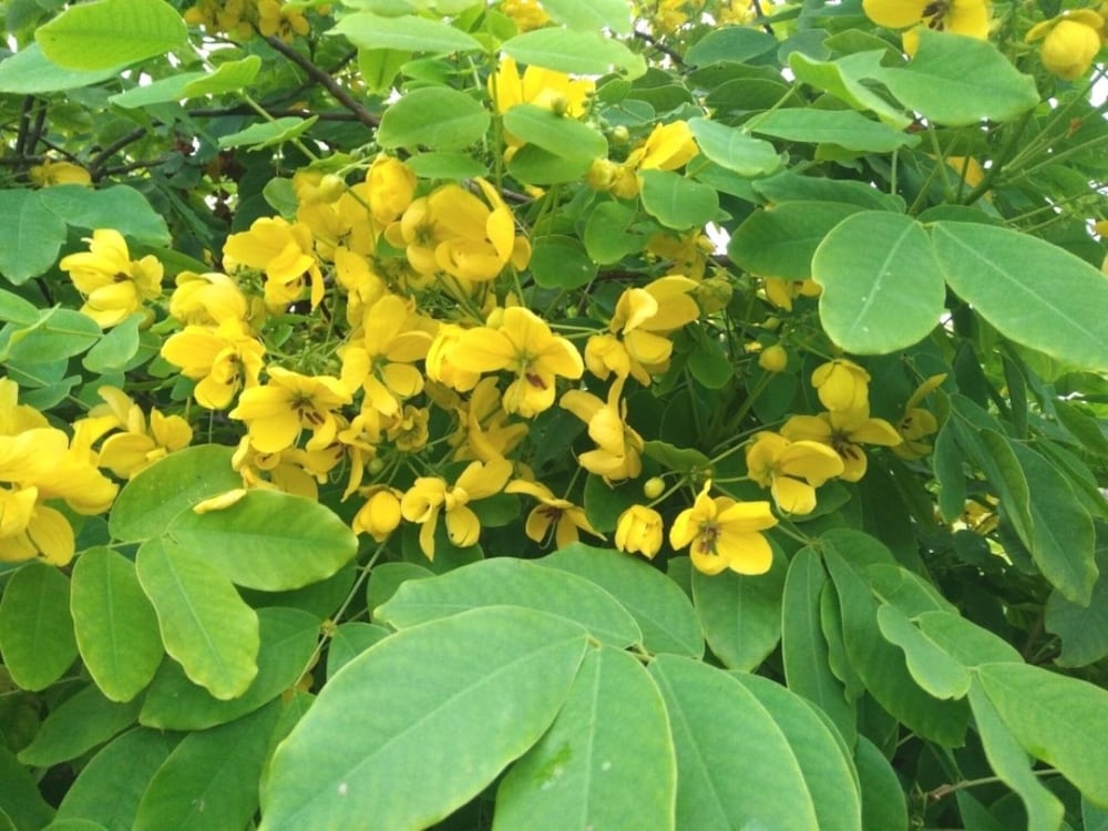 Aragwadh Golden Shower Tree medicinal plant