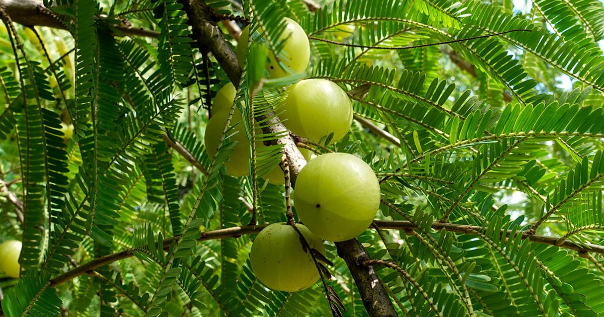 Amalaki