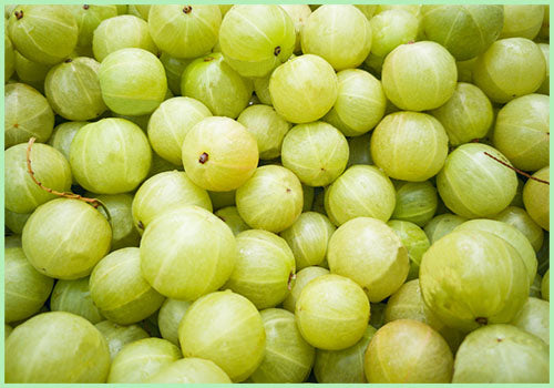 Amla Indian Gooseberry medicinal plant