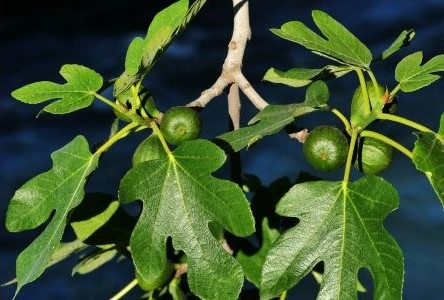 Anjeer medicinal plant