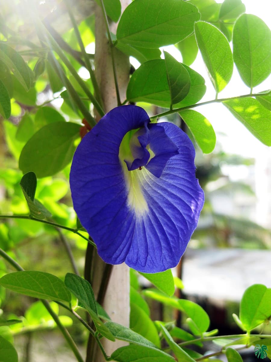 Aprajita medicinal plant