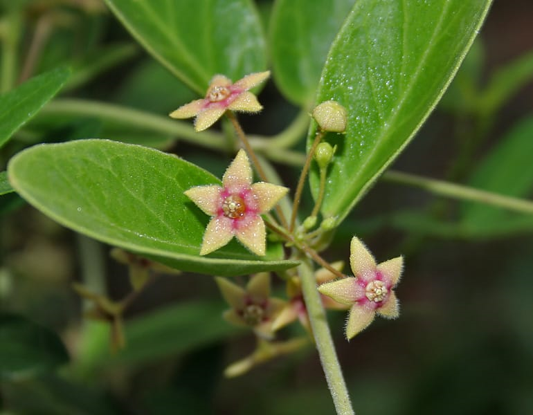 Arkaparni medicinal plant