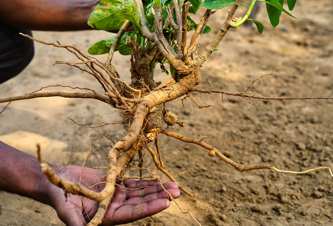 Ashwagandha medicinal plant