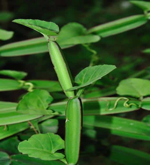 Asthishrinkhla