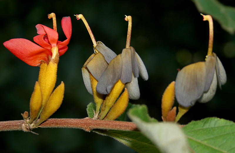 Avartani Indian Screw Treeavartani medicinal plant