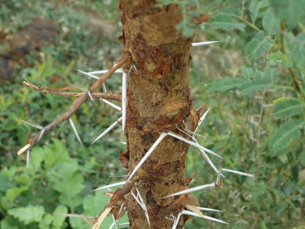 Babool medicinal plant