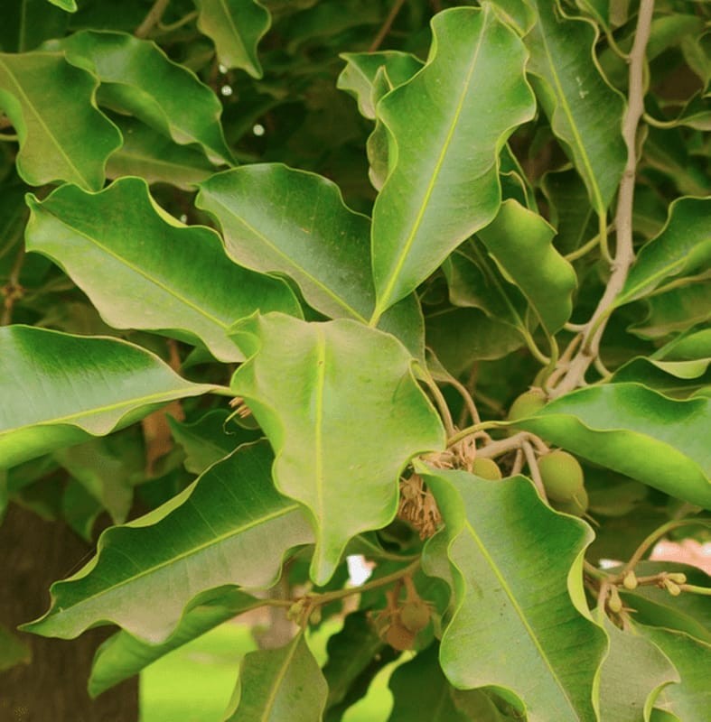 Bakul medicinal plant