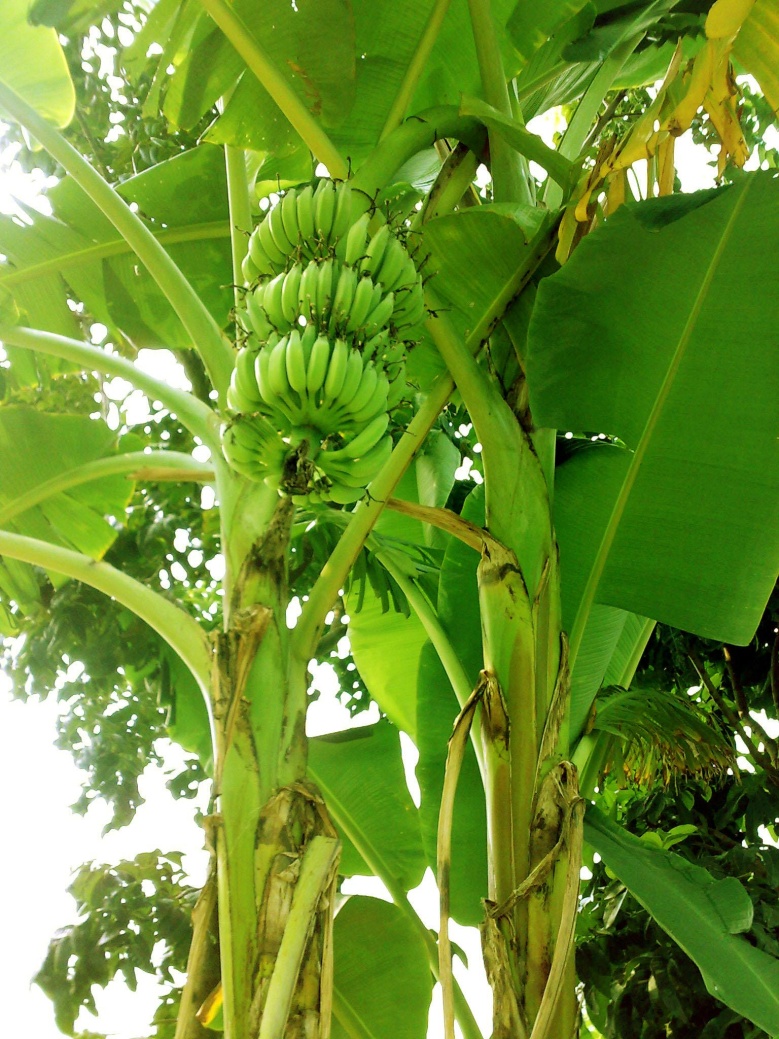 Kadali