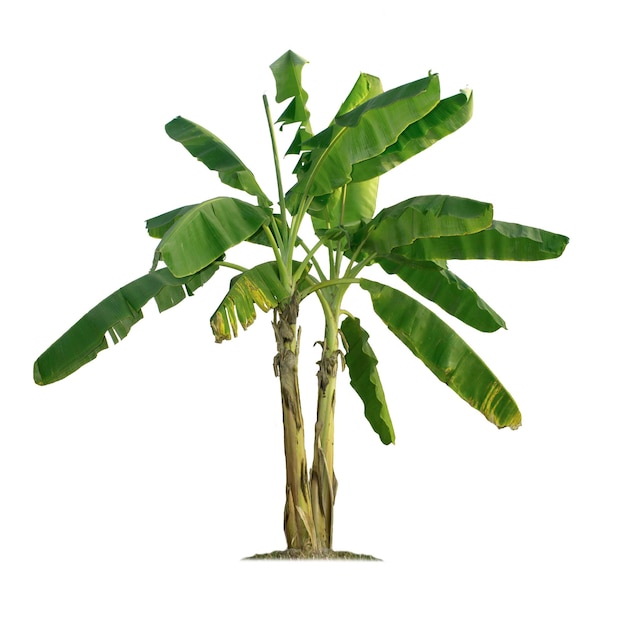 Banana medicinal plant