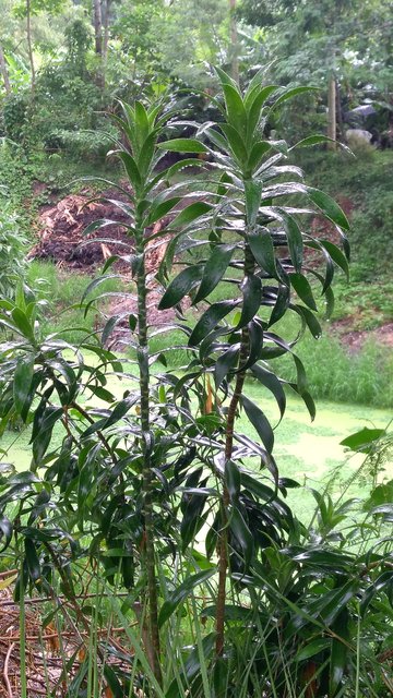 Bharangi medicinal plant