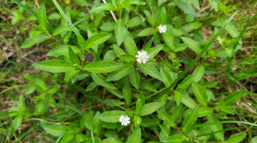Bhringaraj False Daisy medicinal plant