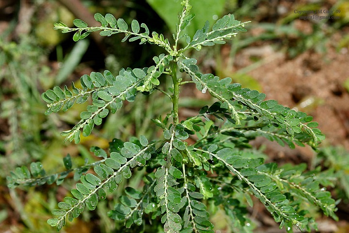 Bhumyamalaki