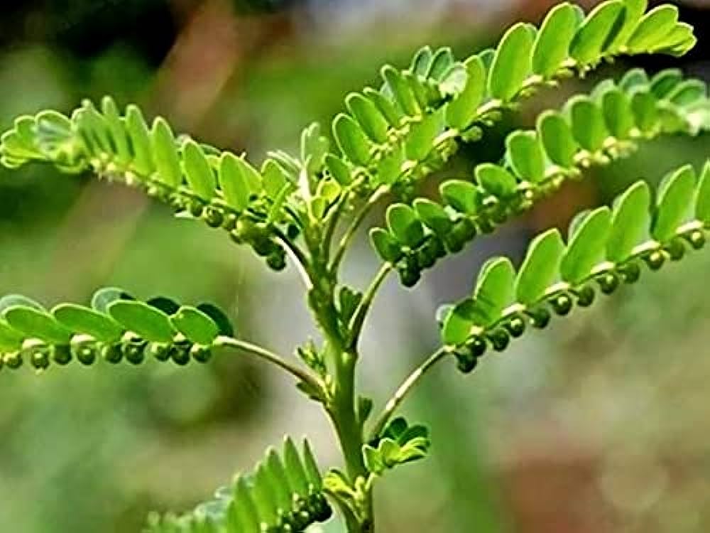 Bhumiyamalki medicinal plant