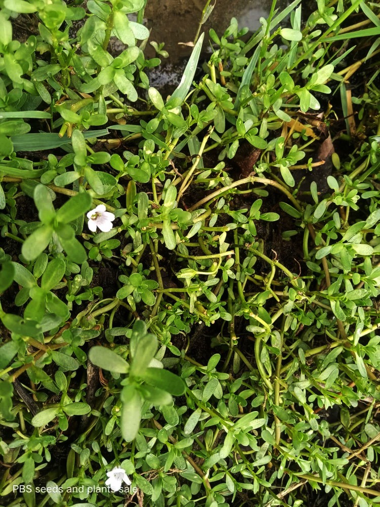 Brahmi