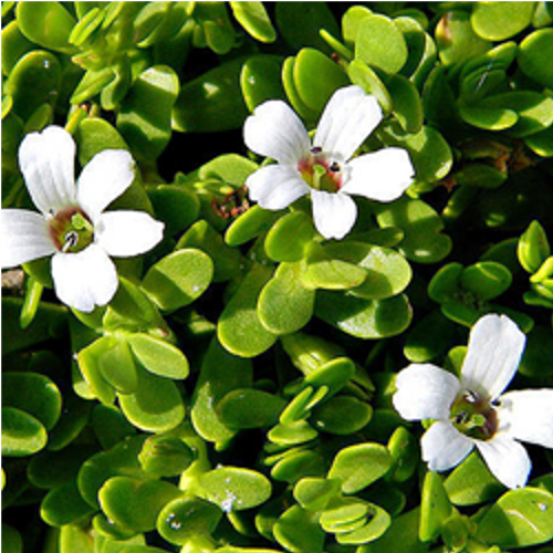 Brahmi medicinal plant